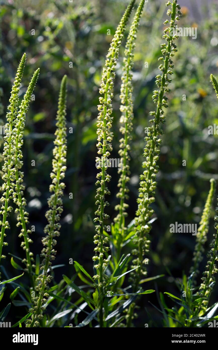 Weld (Reseda luteda), Warwickshire, Großbritannien Stockfoto