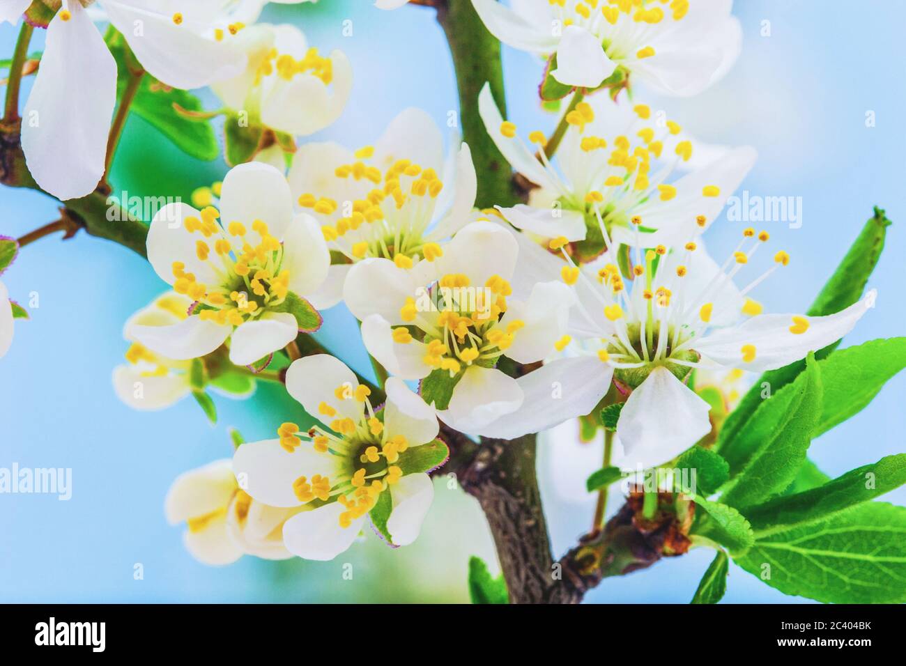 Wilde Pflaumenblüte blüht und blüht auf blauem Hintergrund. Makroaufnahme. Stockfoto
