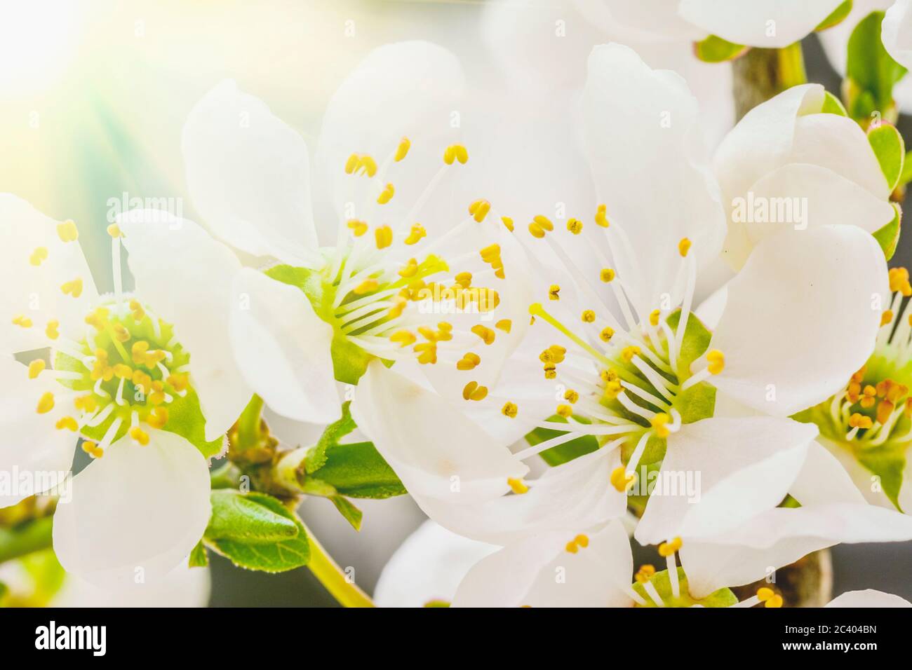Kirsche Frucht Baum Blume Blüte auf einem floral background, makroaufnahme. Stockfoto