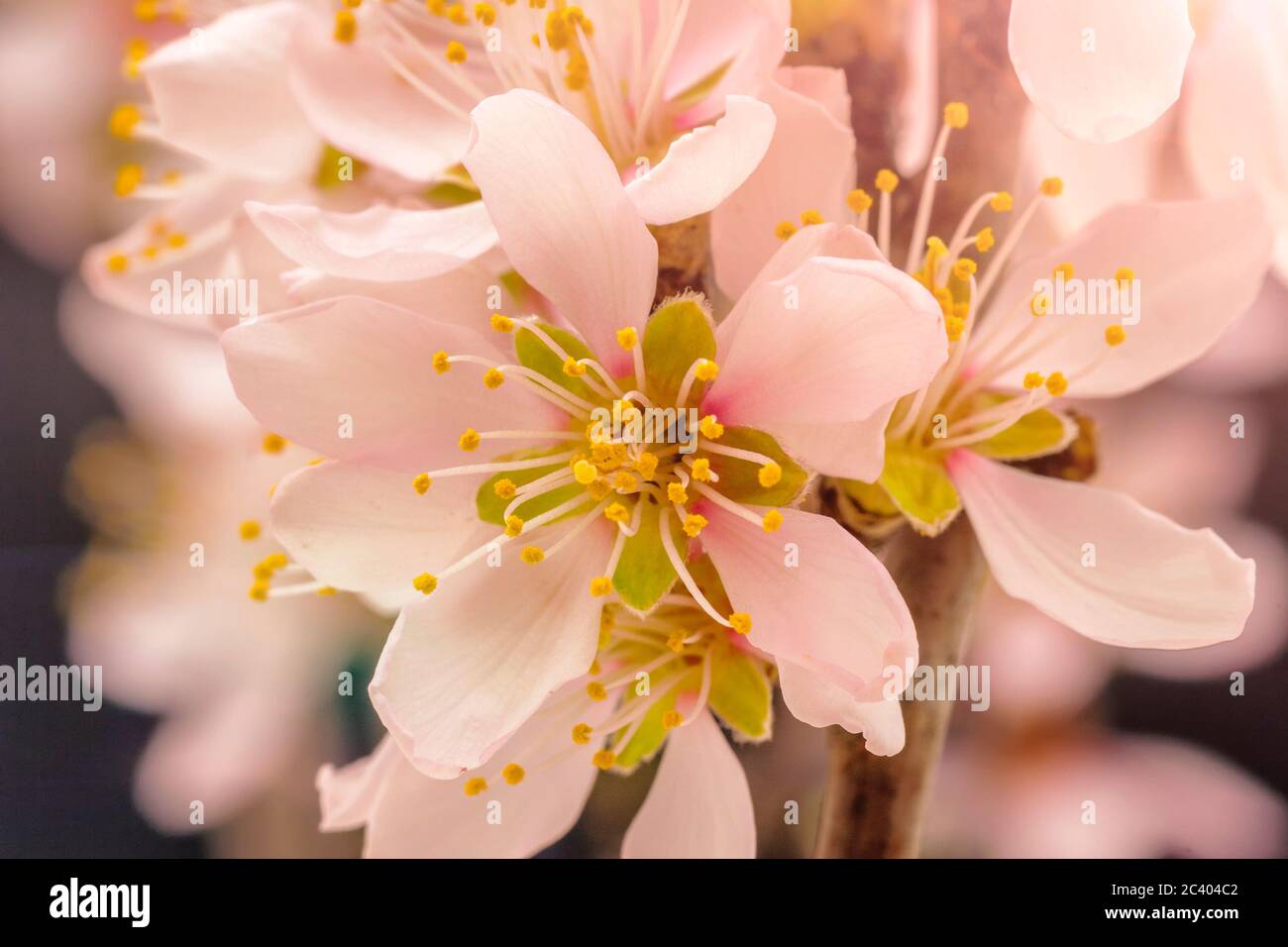 Aprikosenfrucht ree Blume Blüte und Blüte auf einem floralen Hintergrund, Makro-Aufnahme. Stockfoto