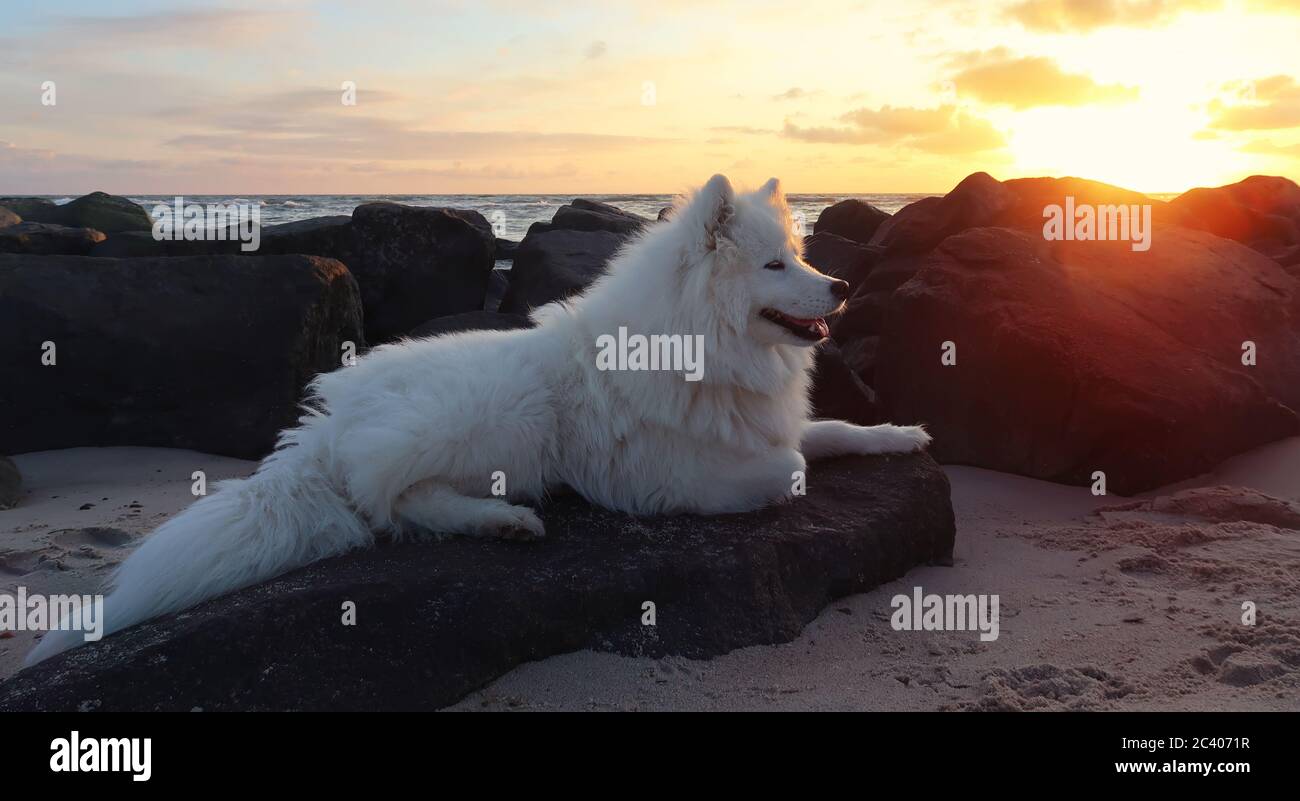 samoyed Hund liegt am Strand bei Sonnenuntergang Stockfoto