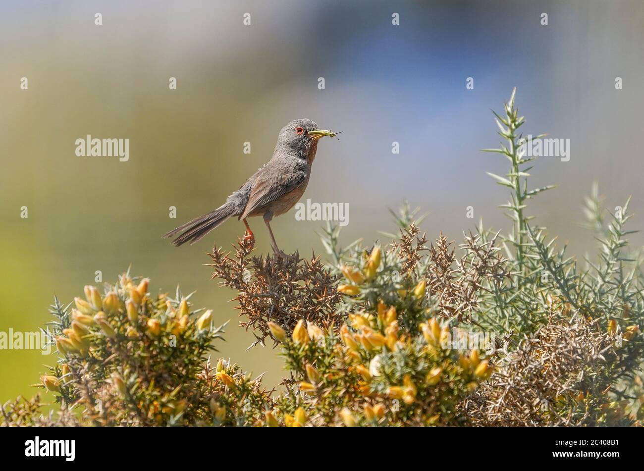 Dartford-Waldsänger (Sylvia undata) bringt Nahrung zum Nest, Andalusien, Spanien. Stockfoto