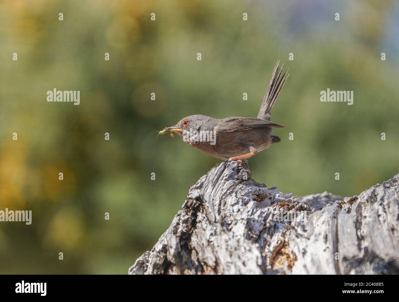 Dartford-Waldsänger (Sylvia undata) bringt Nahrung zum Nest, Andalusien, Spanien. Stockfoto