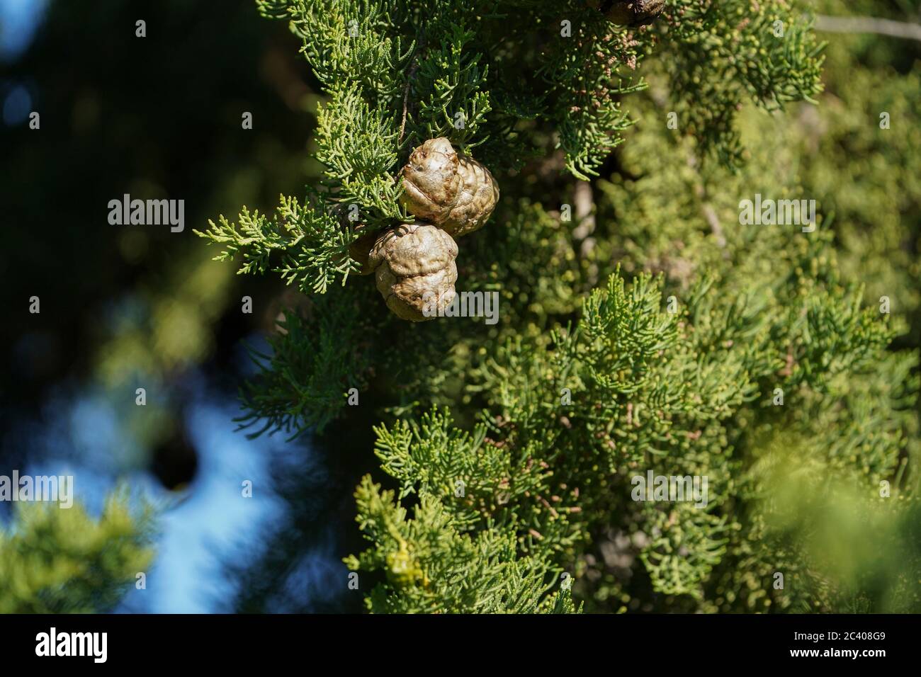 Detail der Monterey Zypresse (Hesperocyparis macrocarpa) Samenkegel des Baumes auf dem Ast. Stockfoto
