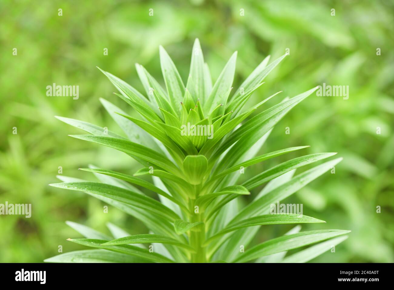 Ein grüner Rosenkohl im Regen fällt - helle Frühlingsgrün. Hochauflösendes Foto. Selektiver Fokus. Geringe Schärfentiefe. Stockfoto
