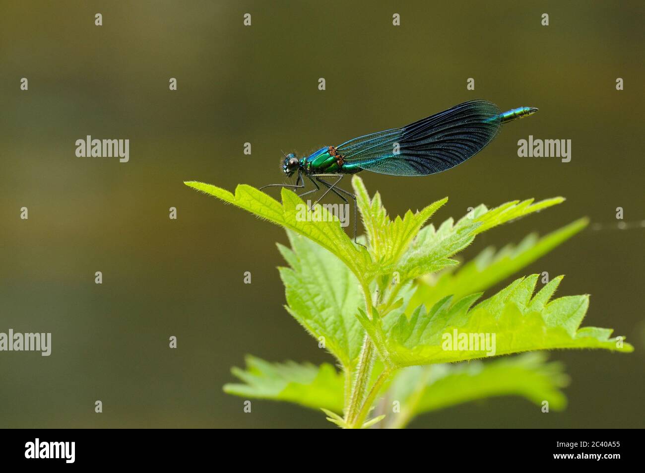 Gebändertes demoiselle, Calopteryx splendens, auf Brennnessel ruhend, Norfolk, Großbritannien Stockfoto