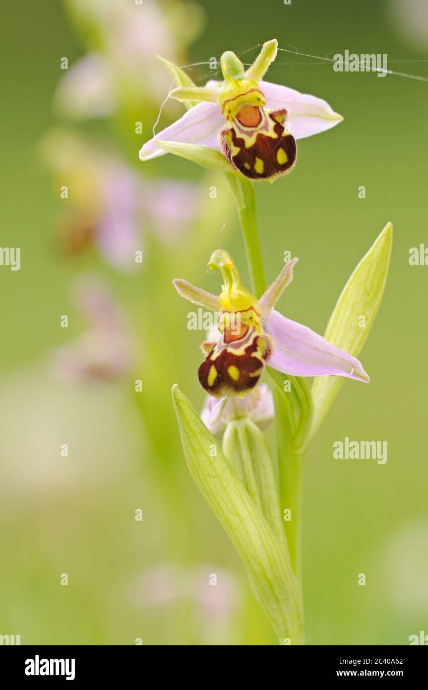 Bienenorchidee, Ophrys apifera, blühenkraut, Norfolk, Juni Stockfoto