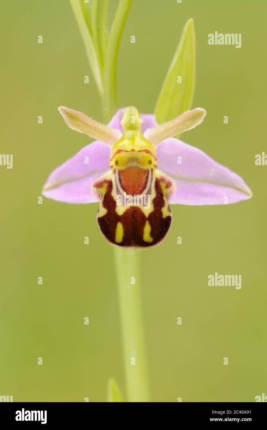 Bienenorchidee, Ophrys apifera, in Blüte, Nahaufnahme, Norfolk, Juni Stockfoto