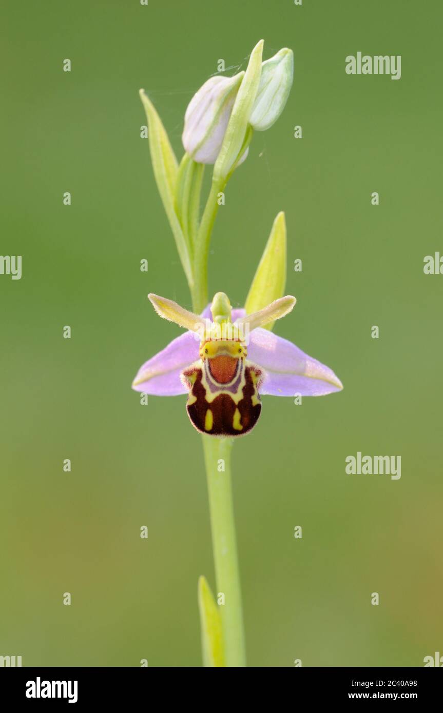 Bienenorchidee, Ophrys apifera, blühenkraut, Norfolk, Juni Stockfoto