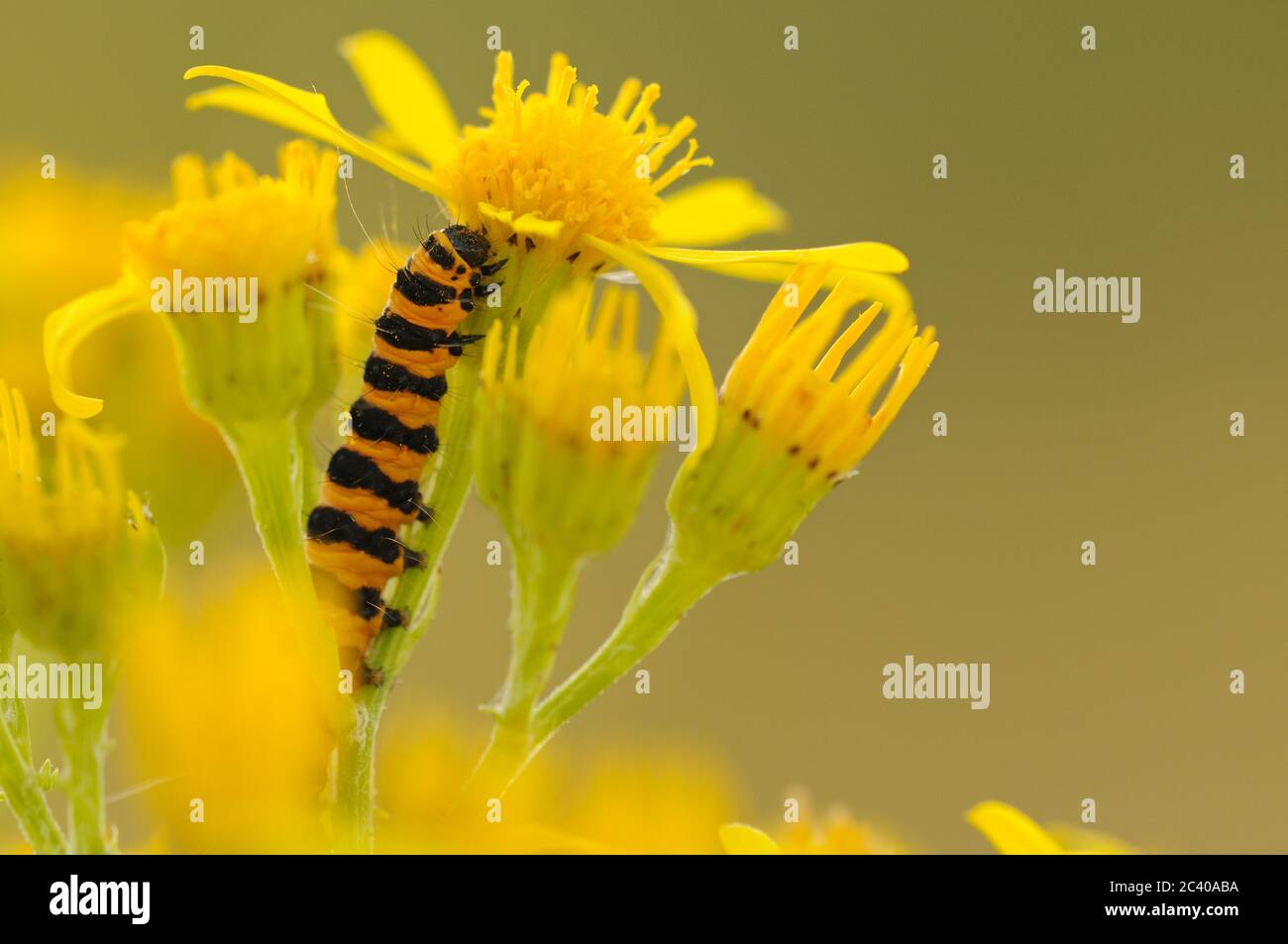 Zinnober-Raupe, Tyria jacobaeae, Fütterung von Ragwort, Norfolk, Juli, Sommer Stockfoto