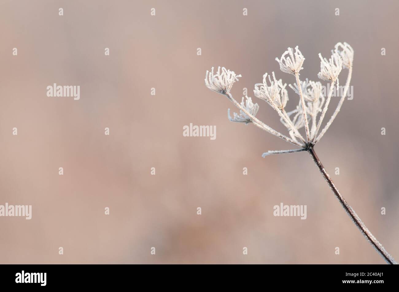 Frosted Pflanze, Norfolk, Winter, Januar Stockfoto