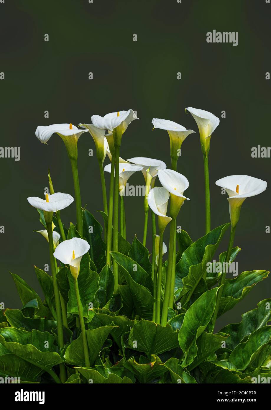 Eine Calla Lily in voller Blüte. Stockfoto