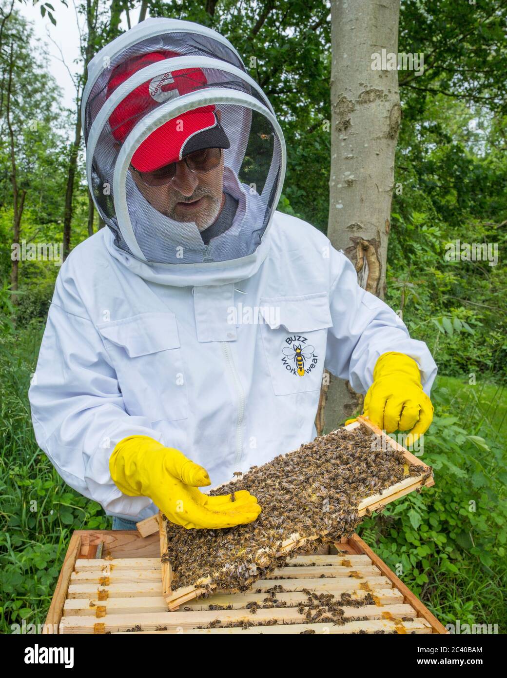 Ein Bienenhalter untersucht einen Rahmen aus seinem Bienenstock. Stockfoto