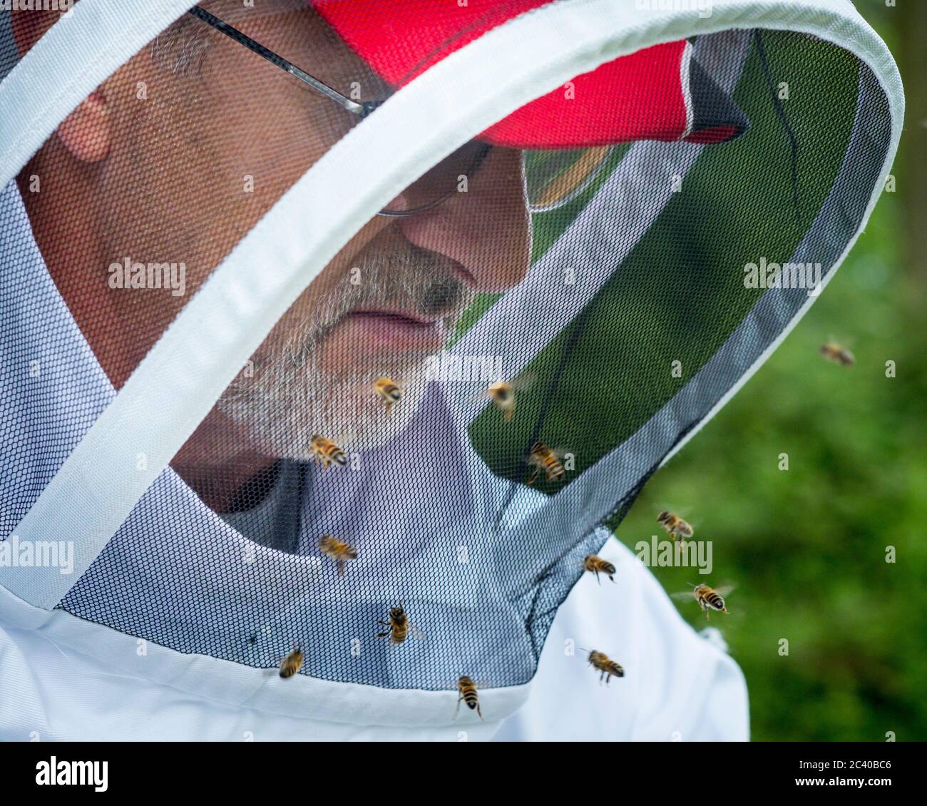 Ein Imker trägt Schutzausrüstung. Stockfoto