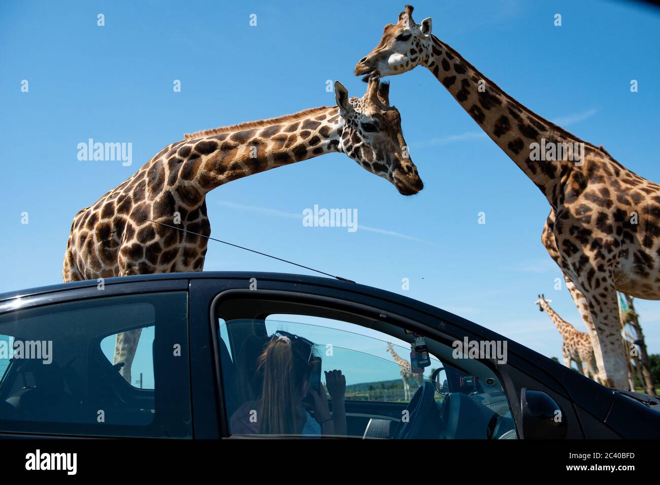 Besucher beobachten Giraffen im West Midlands Safari Park in Bewdley, da Großbritannien für eine Juni-Hitzewelle gerüstet ist, da die Temperaturen in dieser Woche bis in die Mitte der 30er Jahre steigen werden. Stockfoto