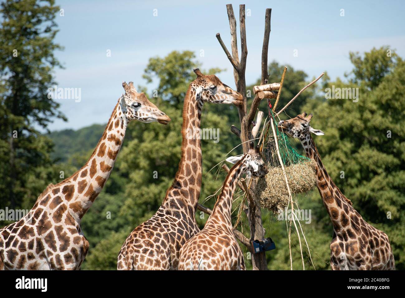 Besucher beobachten Giraffen im West Midlands Safari Park in Bewdley, da Großbritannien für eine Juni-Hitzewelle gerüstet ist, da die Temperaturen in dieser Woche bis in die Mitte der 30er Jahre steigen werden. Stockfoto