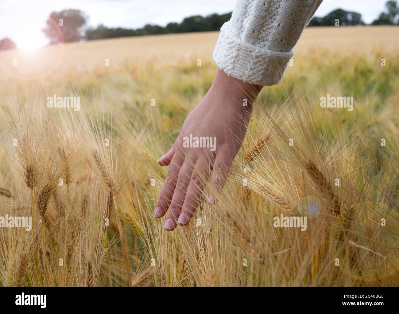 Weibliche Hand berühren Reifung gelb goldenen Weizen Roggen Ohren im Frühsommer im Weizenfeld während des Sonnenaufgangs. Blauer Himmel auf dem Hintergrund Stockfoto