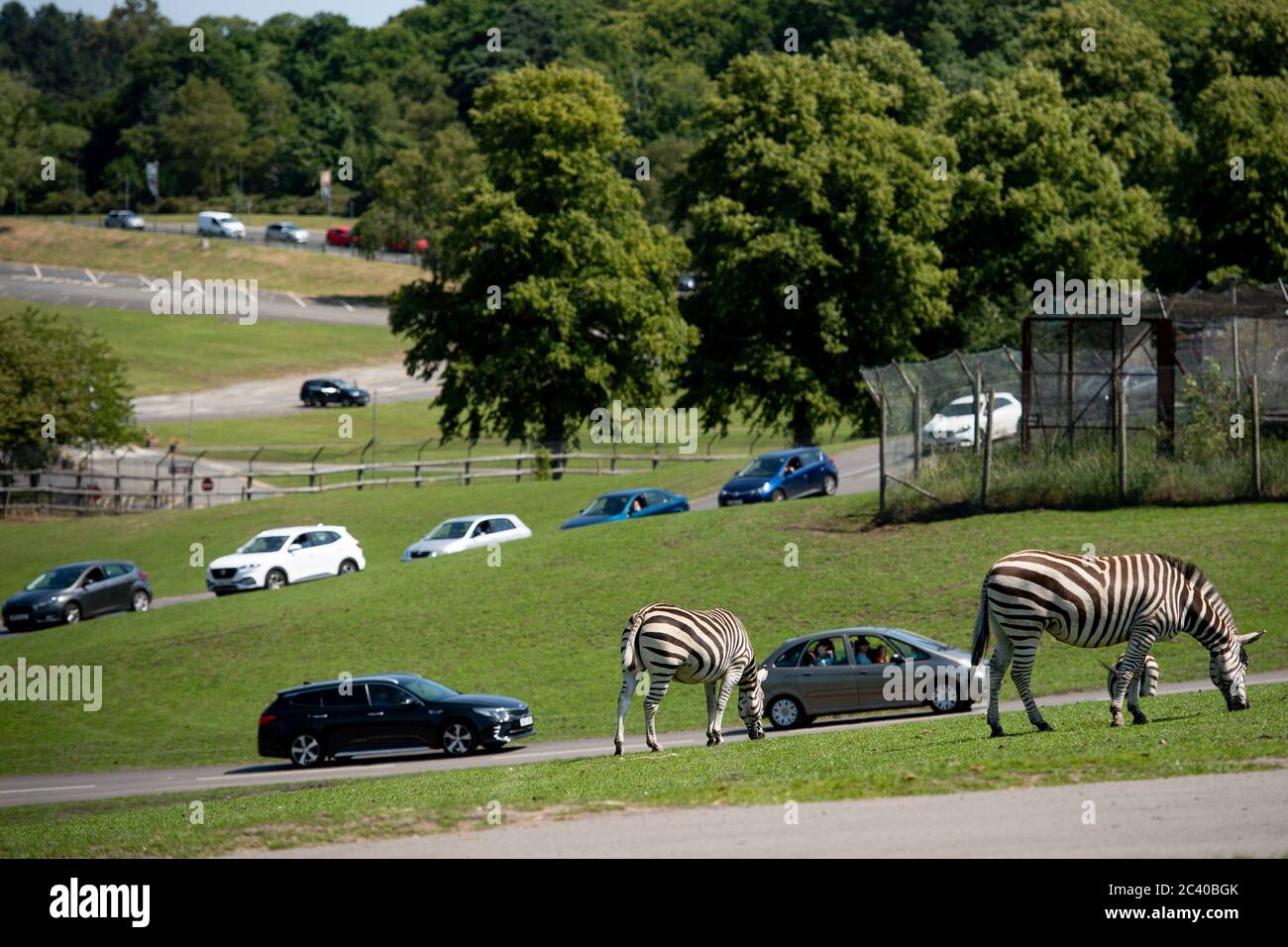 Besucher machen sich auf den Weg durch den West Midlands Safari Park in Bewdley, da Großbritannien auf eine Juni-Hitzewelle vorbereitet ist, da die Temperaturen in dieser Woche bis in die Mitte der 30er Jahre steigen werden. Stockfoto