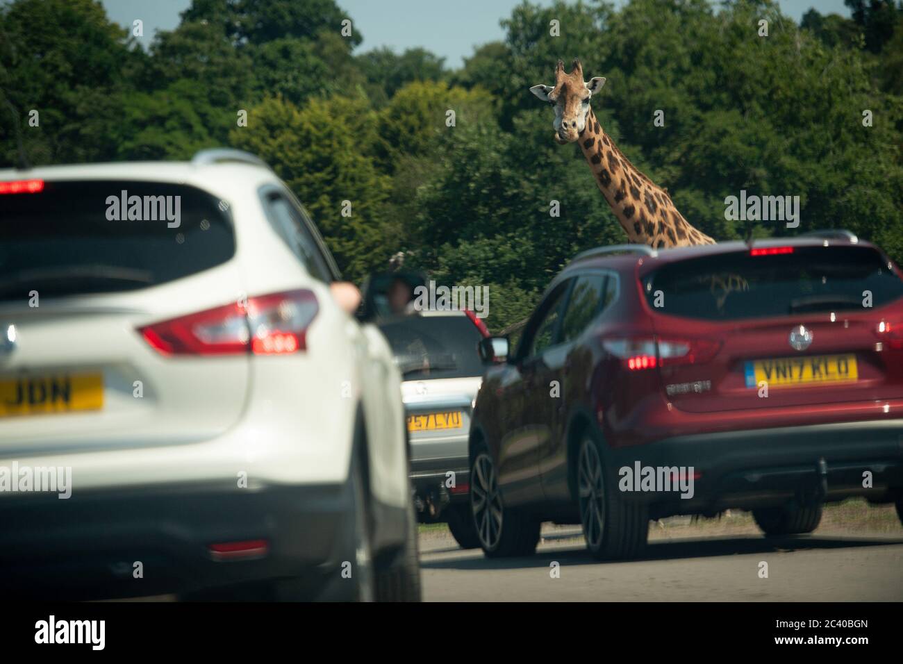 Besucher beobachten eine Giraffe im West Midlands Safari Park in Bewdley, da Großbritannien für eine Juni-Hitzewelle gerüstet ist, da die Temperaturen in dieser Woche bis in die Mitte der 30er Jahre steigen werden. Stockfoto