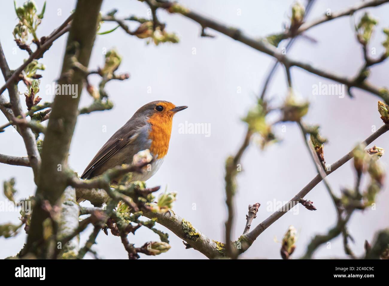 Europäischer Robin Erithacus rubecula singt in der Paarungszeit im Springreiten Sonnenlicht in Sonnenstrahlen. Stockfoto