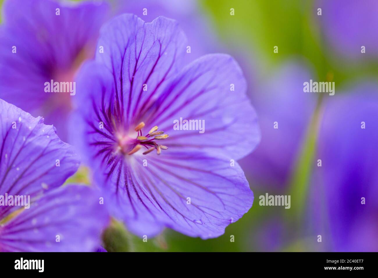 Eine schöne leuchtend violette Cranesbill Wildblume mit Pollen, Staubfäden und geäderten Blütenblättern wächst in einer üppigen Wiese im Sommer. Stockfoto