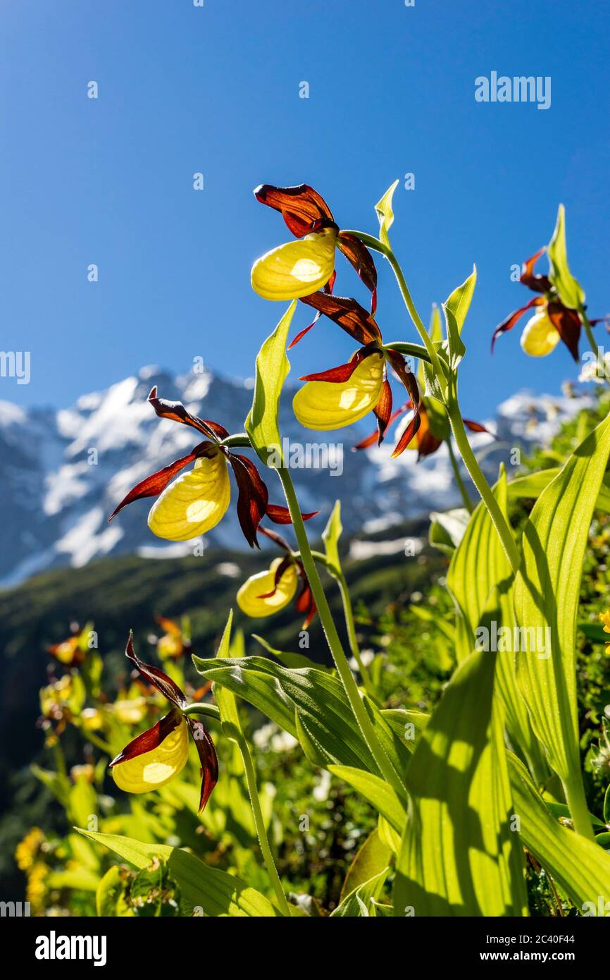 Frauenschuh-Orchidee (Cypripedium calceolus), Lauterbrunnental, Berner Oberland Stockfoto