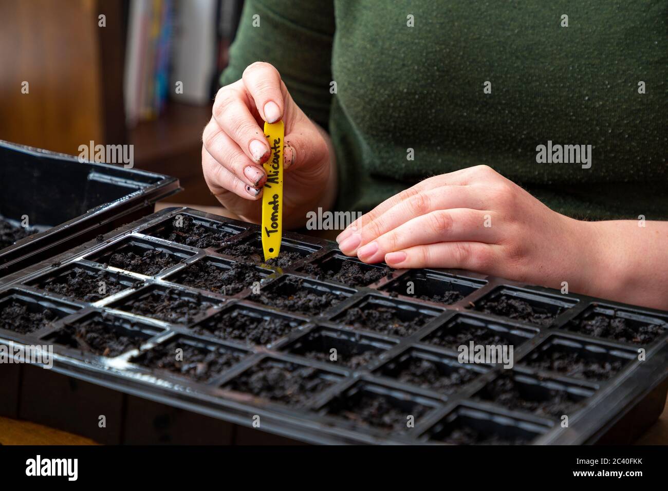 Zusatz von Pflanzenetikett für Tomaten 'Alicante' Samen Stockfoto