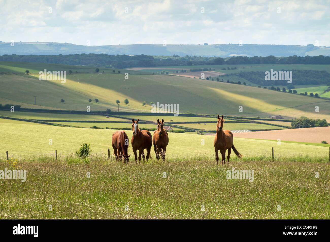 Rennpferde im Feld über dem Lambourn Valley, East Garston, West Berkshire, England, Großbritannien, Europa Stockfoto