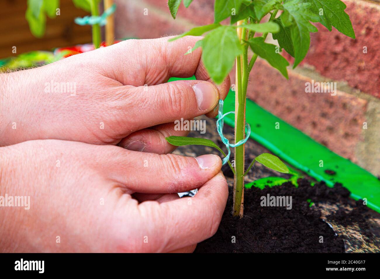 Unterstützung für Tomato 'Alicante'-Pflanzen Stockfoto