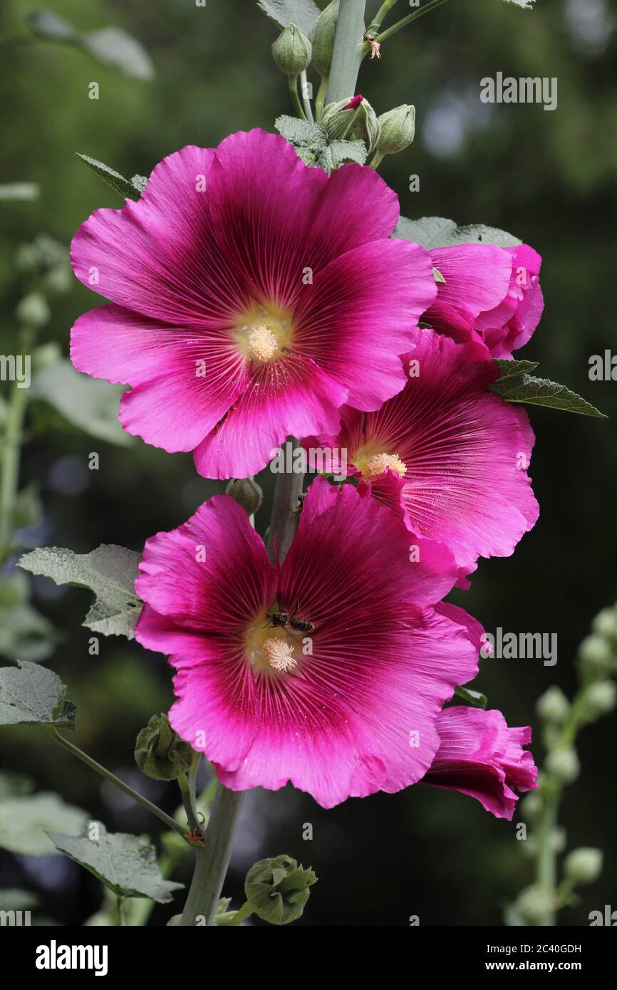 Marshmallow Blume (Althaea officinalis) ist eine nützliche Pflanze für die menschliche Gesundheit. Foto von Heilpflanzen und Marshmallow Blumen. Stockfoto