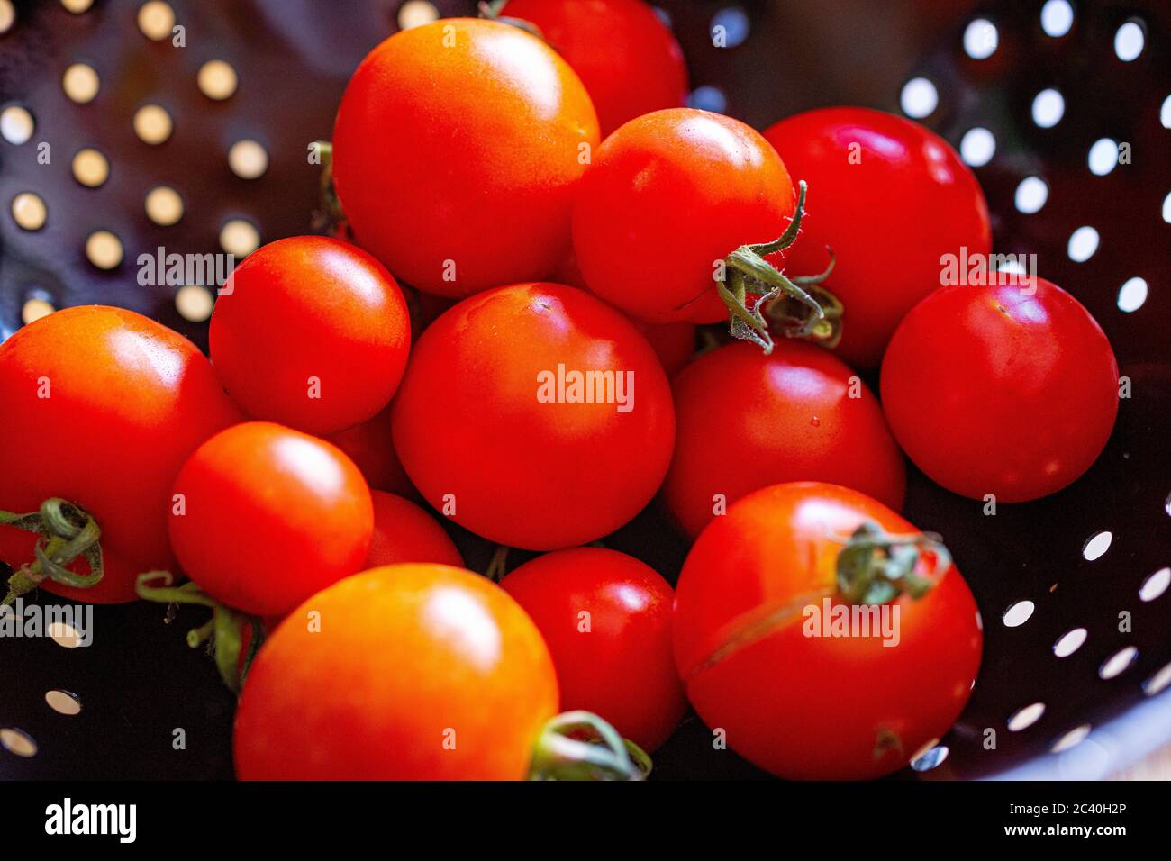 Geerntete Tomaten 'Alicante' Früchte in Sieb Stockfoto