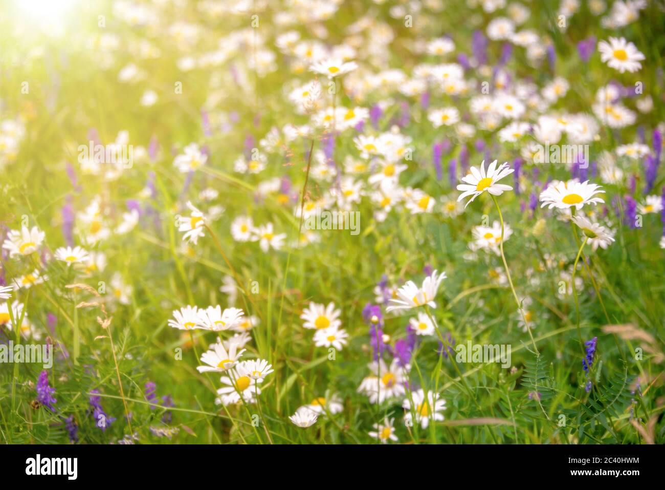 Sonnenschein auf einem Feld von Gänseblümchen und Wiild Blumen, Frühling und Sommer Natur Hintergrund Stockfoto