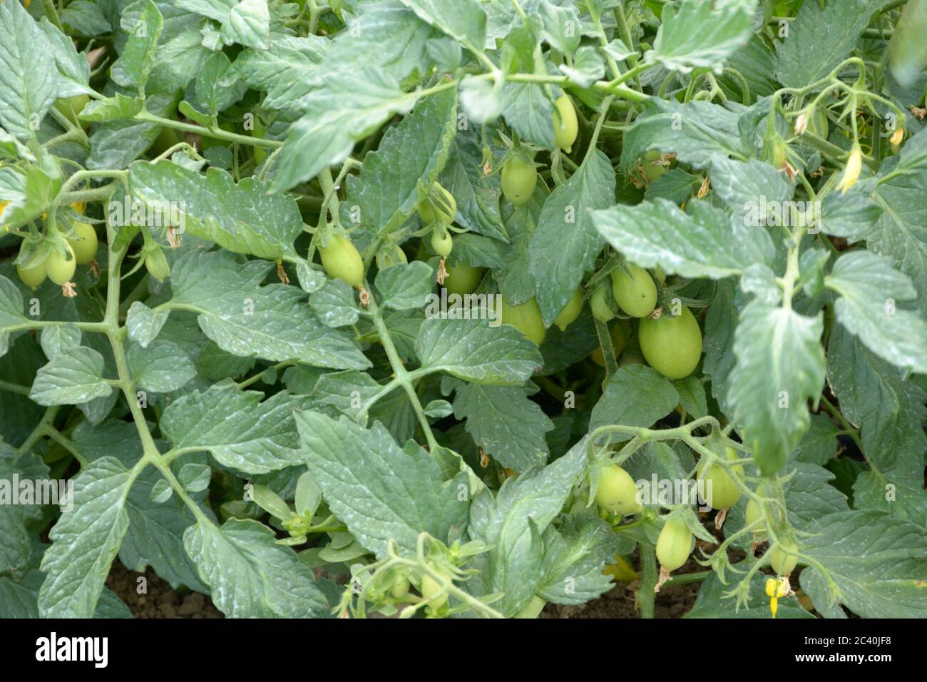 Grüne Kirschtomaten in Phase des Wachstums und der Färbung Stockfoto
