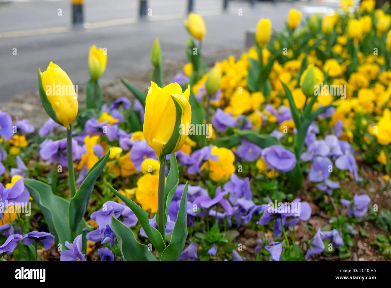 Leuchtend gelbe Tulpen während der Frühjahrssaison am Straßenrand Stockfoto