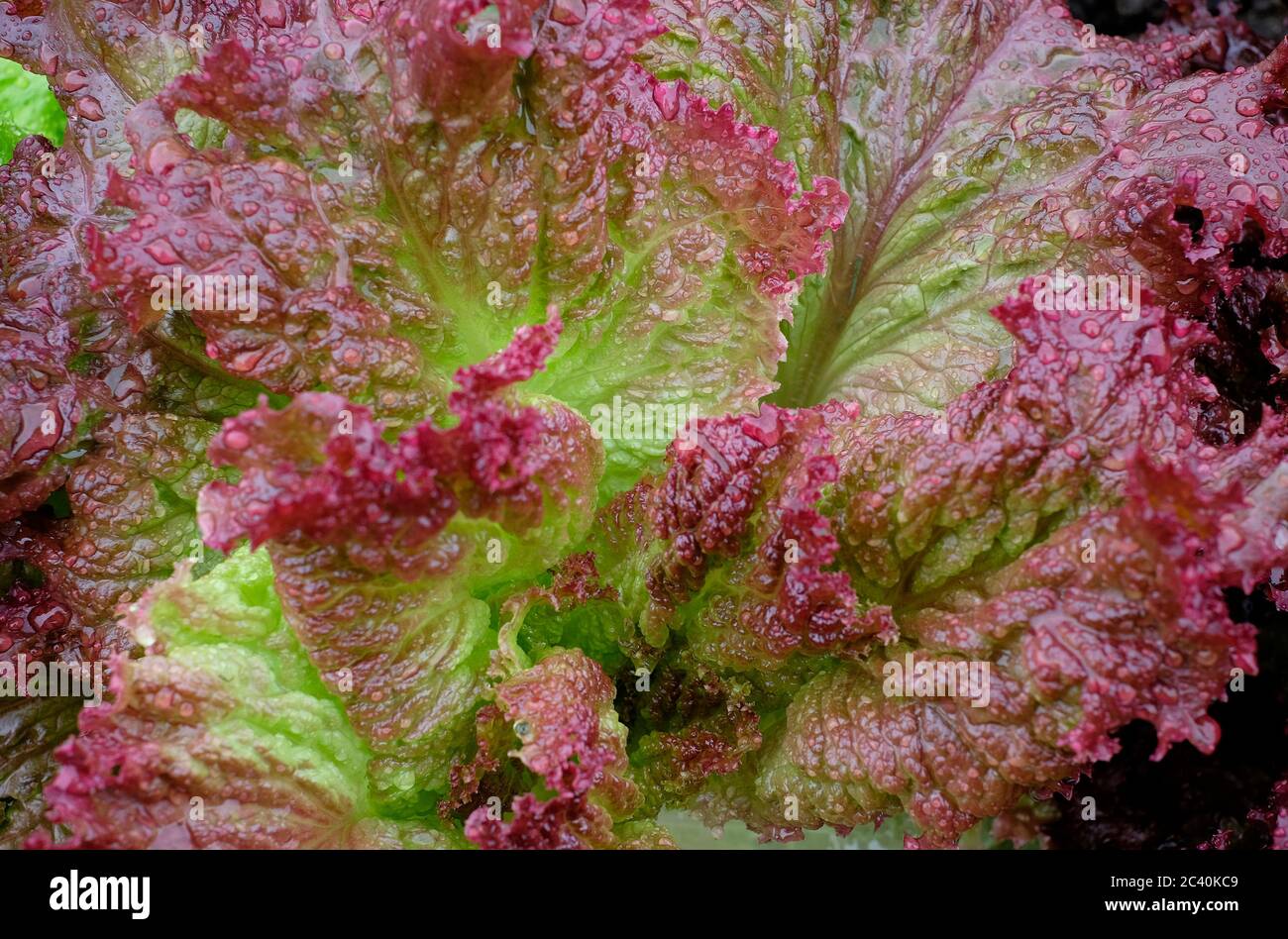 Nahaufnahme von Regenwassertröpfchen auf Salatblatt, norfolk, england Stockfoto