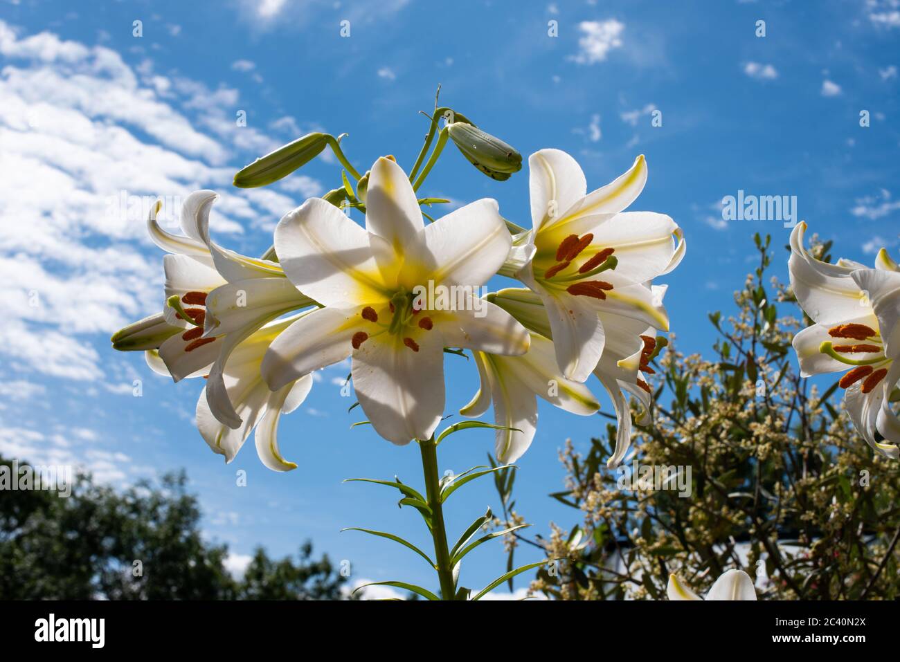 Stark duftendes weißes Lilium Regale Album Stockfoto