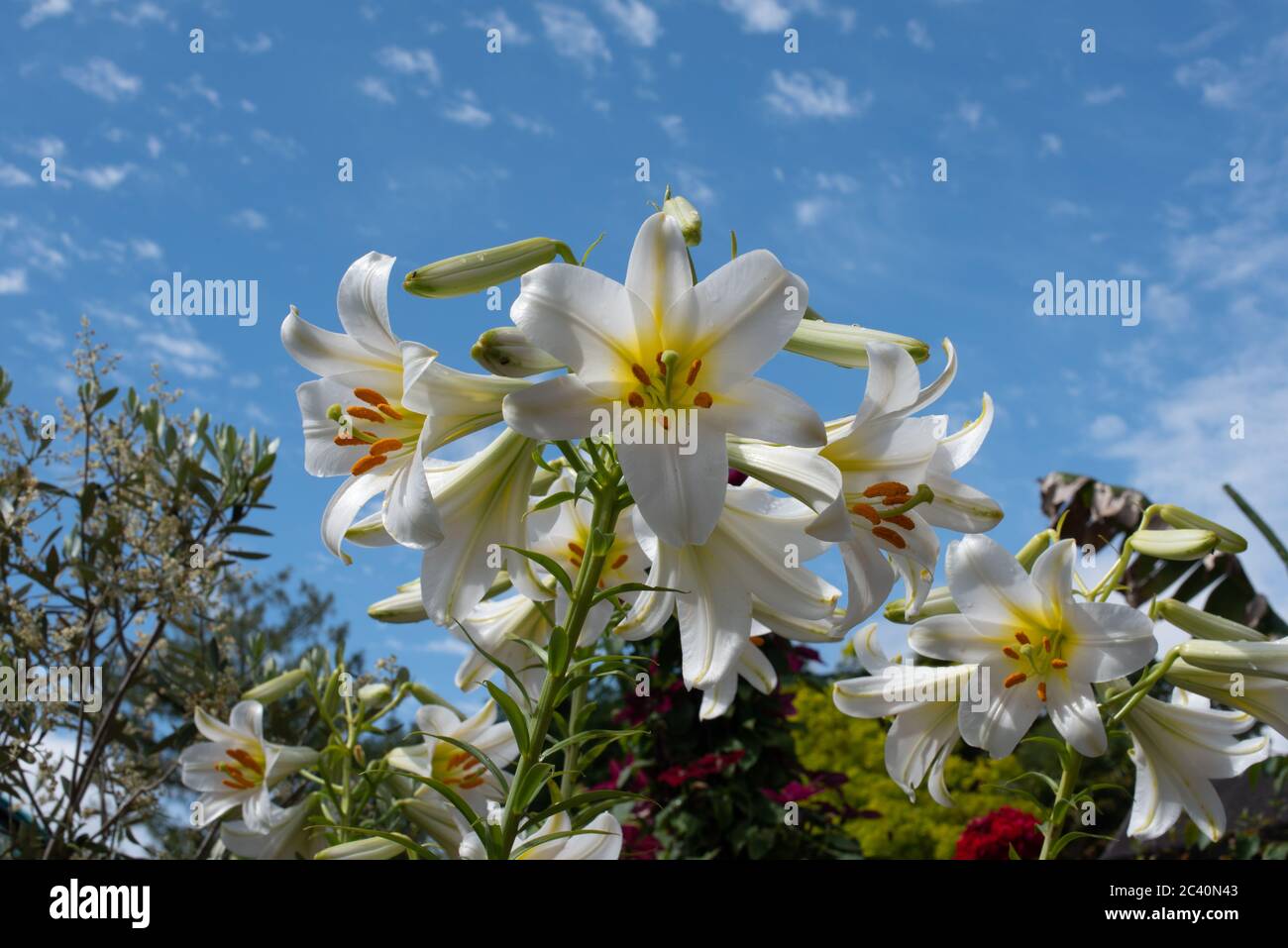 Stark duftendes weißes Lilium Regale Album Stockfoto