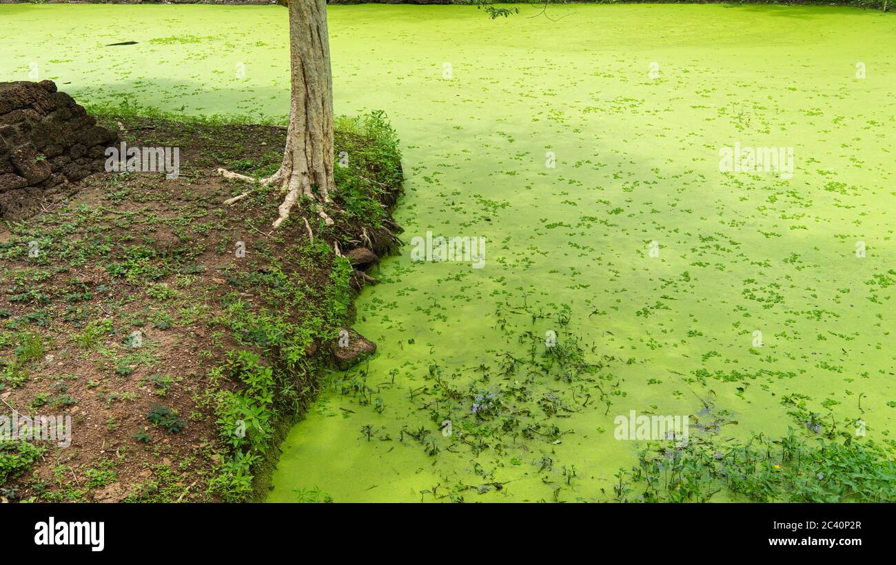 Kleine Grünpflanzen bedeckten die Wasseroberfläche im Si Satchanalai Historical Park, Thailand Stockfoto