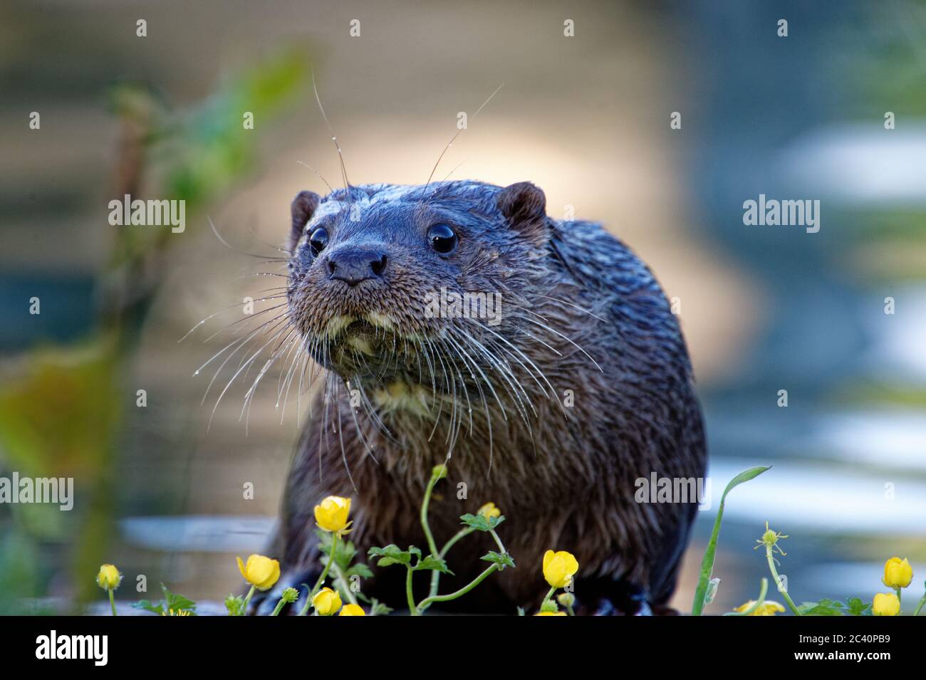Eurasische Otter ( Lutra lutra) verlässt Wasser, Porträt. Stockfoto
