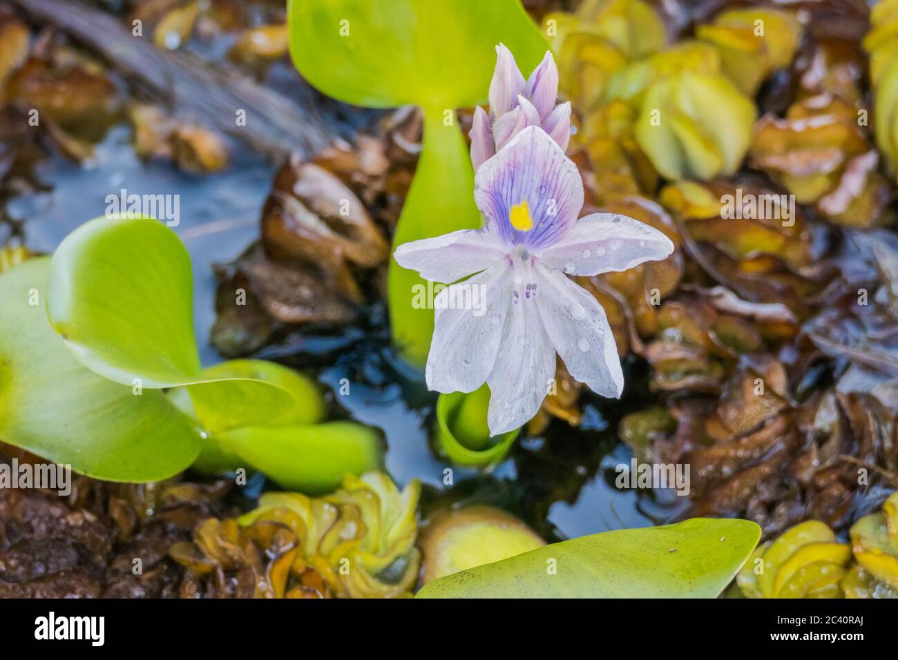 Blumen Wasserhyazinthen Eichhornia crassipes mit Wassertropfen Stockfoto