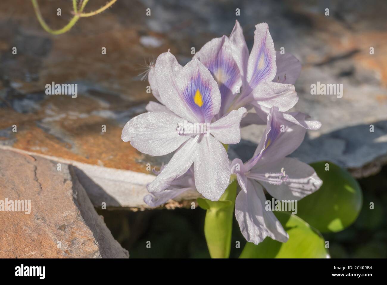 Wasserhyazinthe Blume in direktem Sonnenlicht Eichhornia crassipes Stockfoto