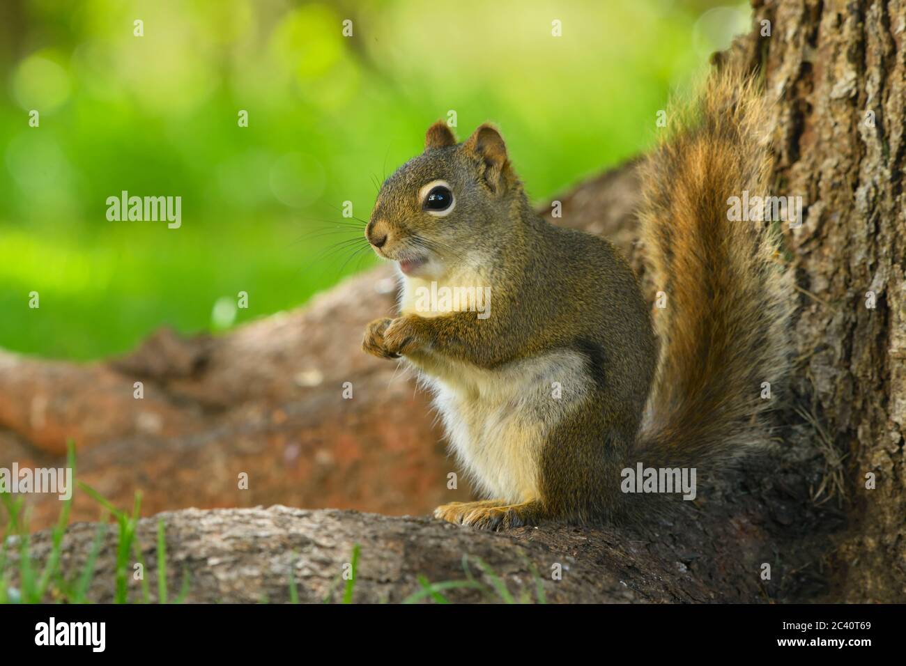 Ein wildes rotes Eichhörnchen 'Tamiasciurus hudsonicus', das im wärmenden Sonnenlicht auf einer Fichtenwurzel im ländlichen Alberta Kanada sitzt. Stockfoto