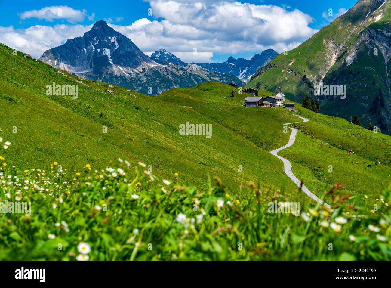 Sich schlängelnde Bergstrasse führt über Wiesen voller Blumen zur Alp Bürstegg bei Lech, im Wandergebiet von Warth, hinten mit dem Berg Biberkopf Stockfoto