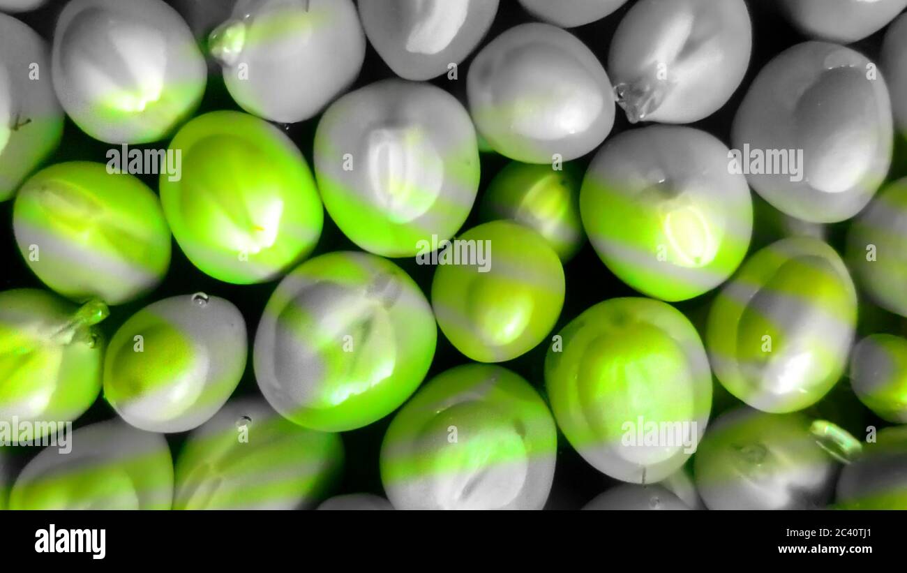 Konzeptionelles Bild über Nährwert mit verblassten grünen Erbsen aufgrund unsachgemäßer Zubereitung in der Nahaufnahme direkt über dem Bild. Stockfoto