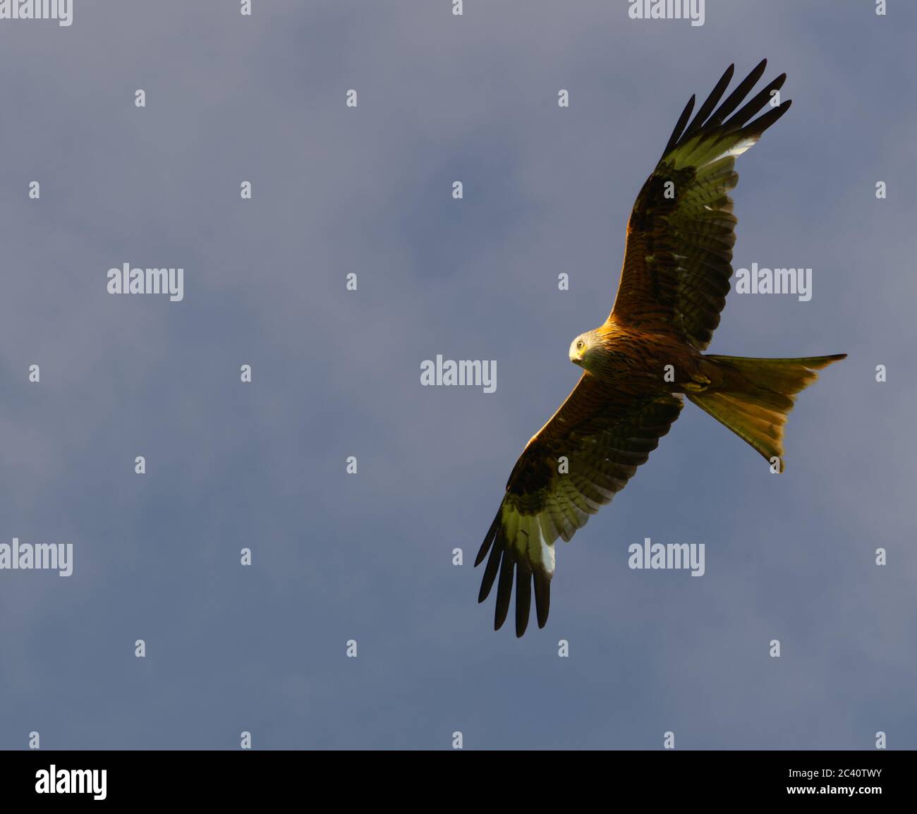 Roter Drachen fliegen mit einem blauen Himmel Hintergrund Stockfoto