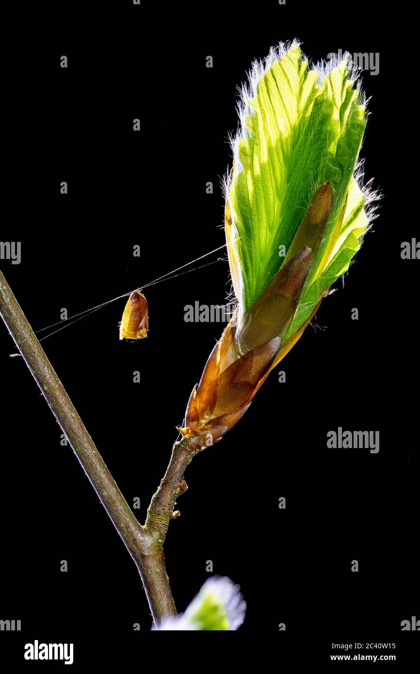 Feine Bukenknospen mit kleinen Haaren auf den frisch entfaltenden Blättern im Hintergrund der frühen Morgensonne sprießen im Frühling die Natur erwacht Stockfoto