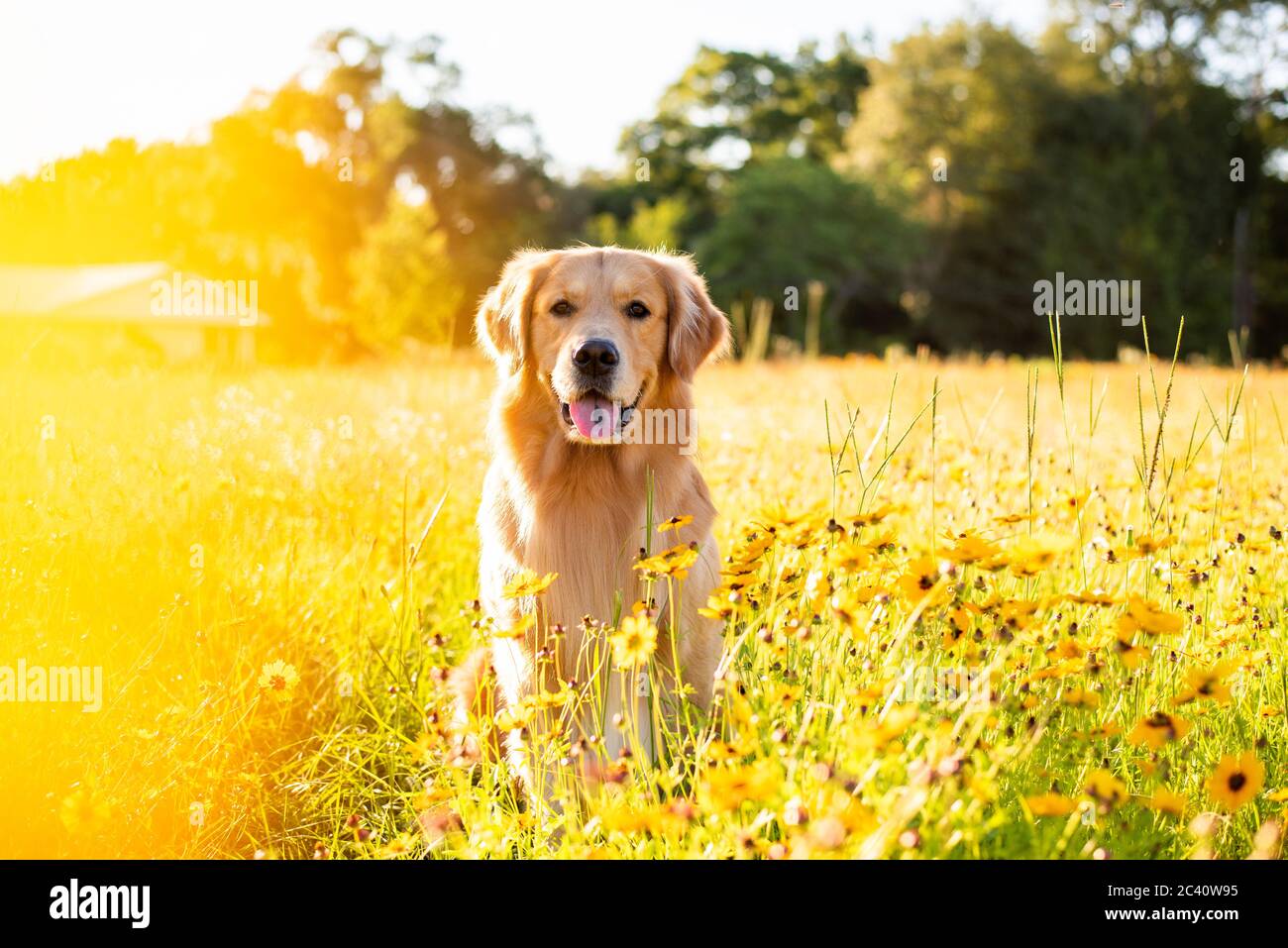 labrador retriever and beagle stockfotos und bilder kaufen seite 3 alamy