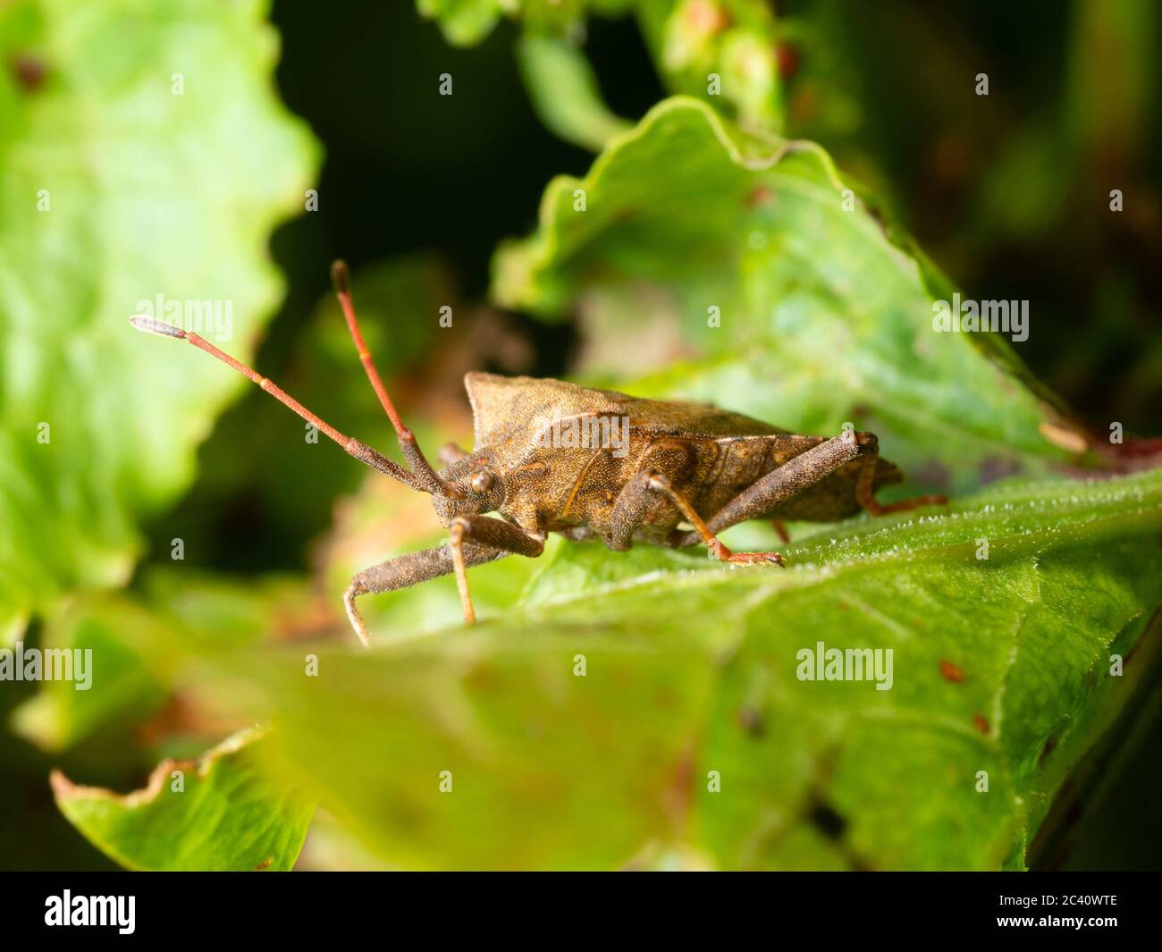 Erwachsener des britischen Hemipteran Dock Bug, Coreus marginatus Stockfoto