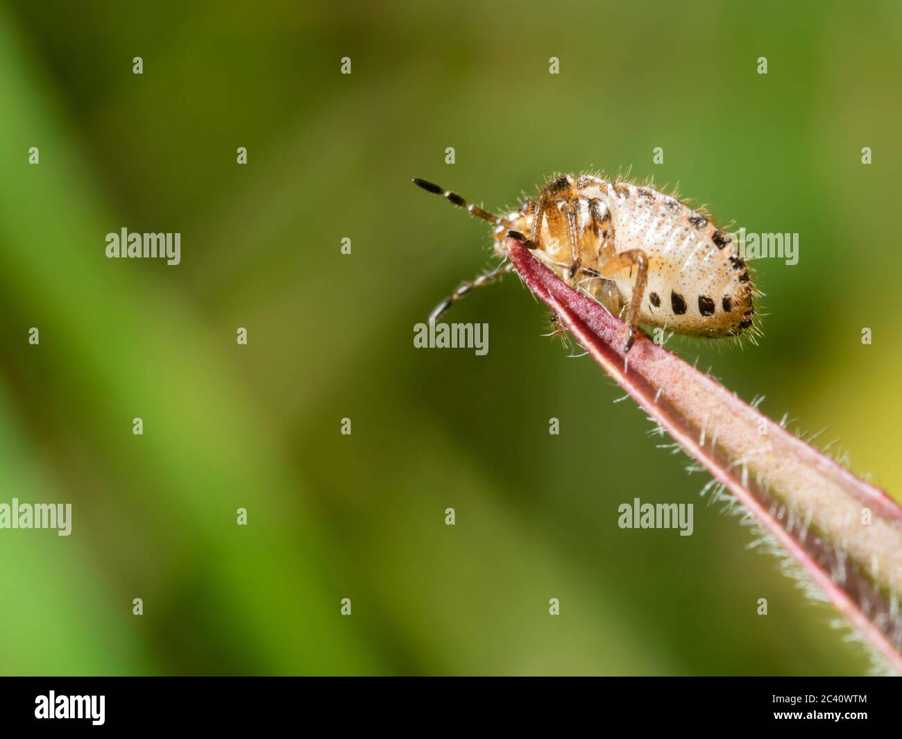 Mittlere Instarnymphe der britischen einheimischen behaarten Schildbug, Dolycoris baccarum Stockfoto
