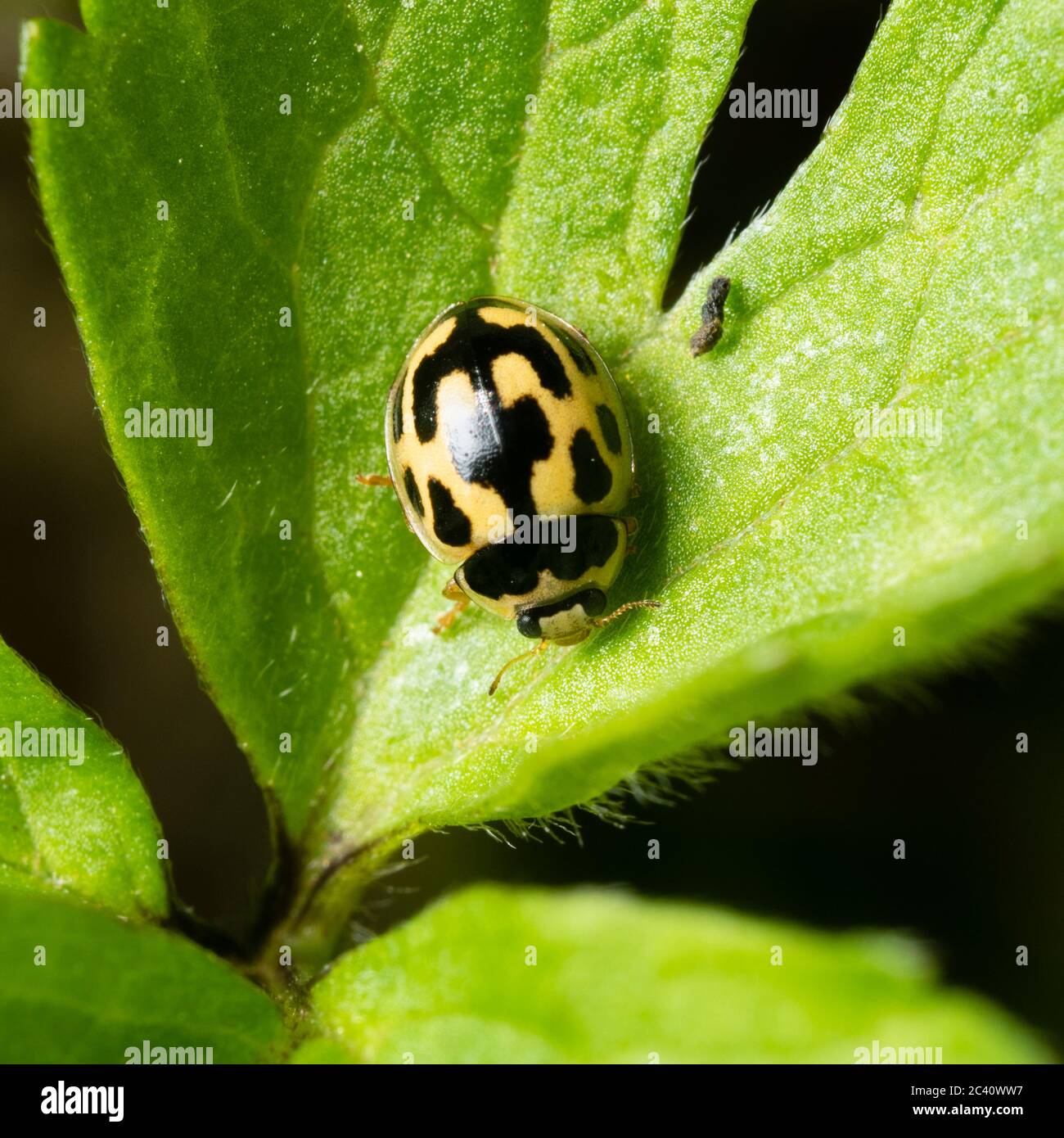 Schwarz-gelber Erwachsener des britischen einheimischen Marienkäfer 14, Propylea quattuordecimpunctata Stockfoto